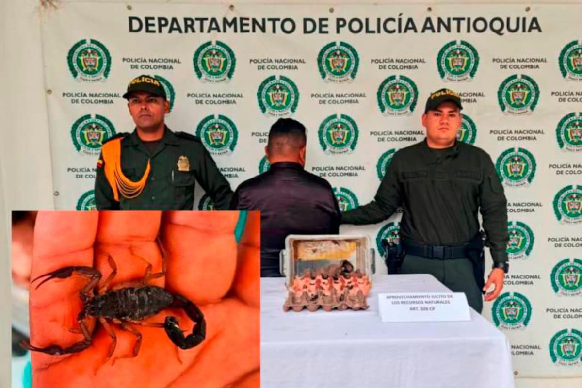 ¡Insólito! Capturan a hombre con 60 alacranes: ofrecía ‘medicina milagrosa’
