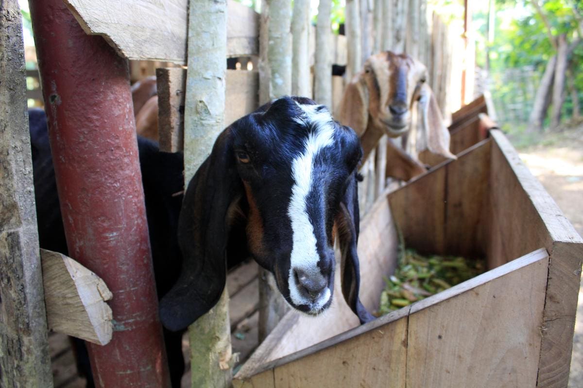 Los comederos de las cabras están por fuera de los corrales, para evitar que los alimentos se contaminen con estiércol.