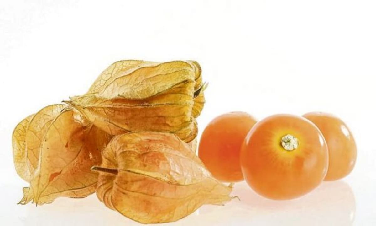La uchuva tiene un importante uso terapéutico, tanto sus hojas como el fruto, se emplean en la industria química y farmacéutica. 123rf.