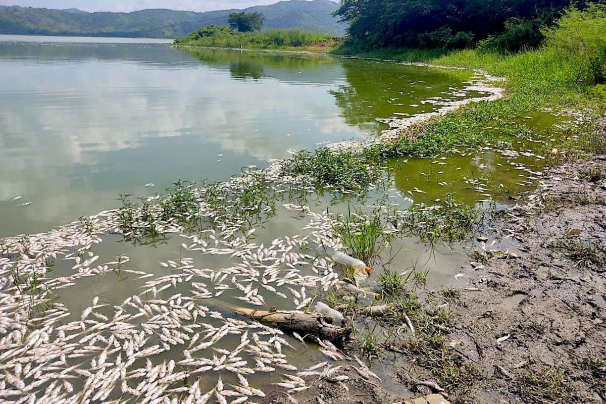 Material particulado está causando muerte de peces en la ciénaga de Luruaco