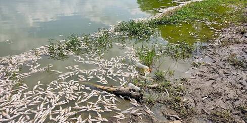 Material particulado está causando muerte de peces en la ciénaga de Luruaco