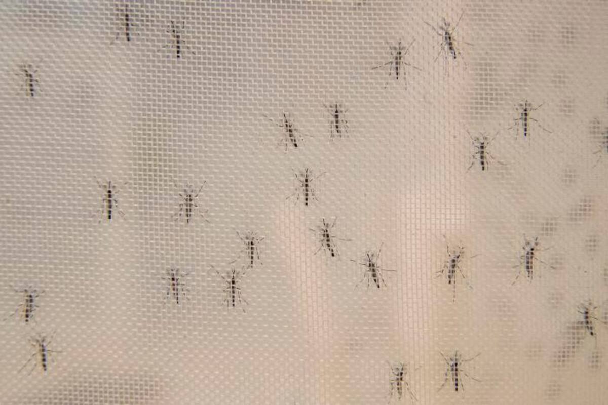 ¡Pilas! Dengue sigue latente y hay más de 400 casos en Cartagena