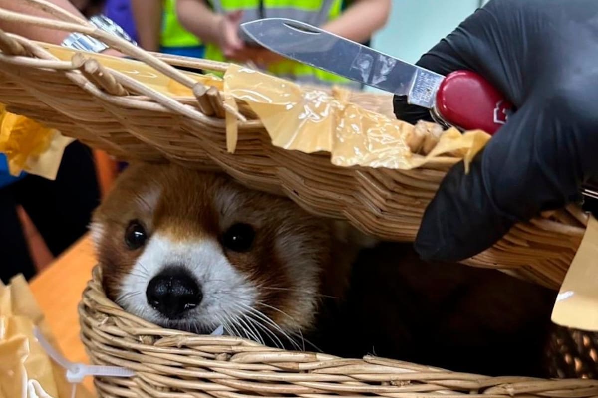 Video: capturan a personas en aeropuerto por contrabandear fauna en el equipaje