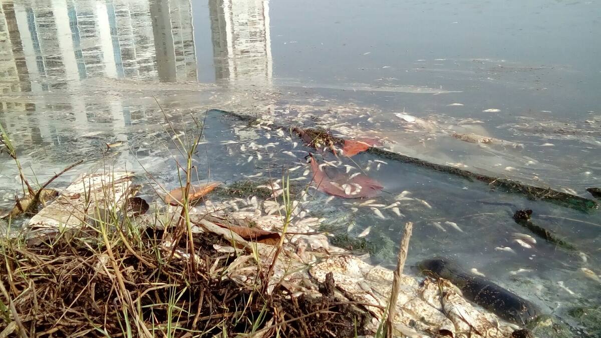 Peces muertos en El Laguito. Pedro Torres - El Universal