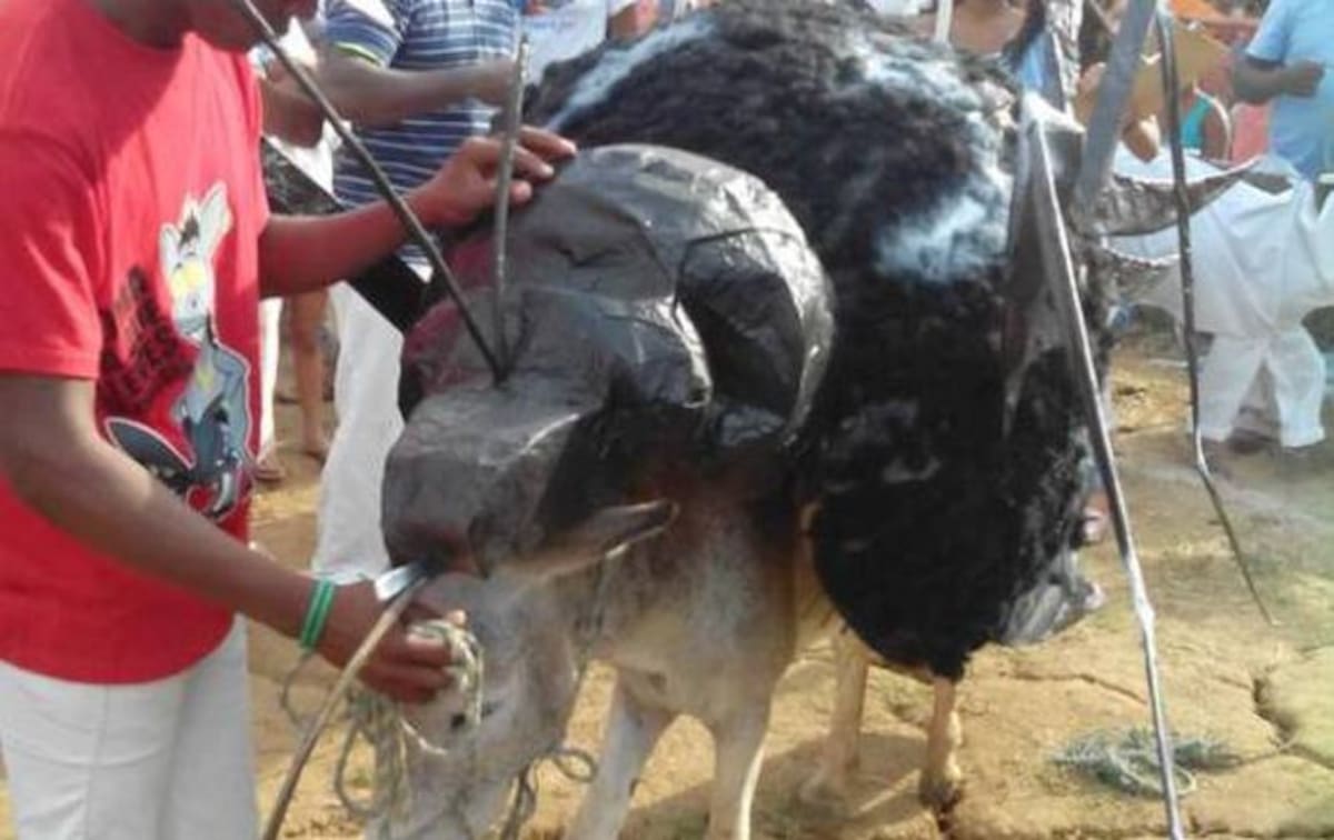 El "Chikunburro" causó furor entre los participantes del tradicional festival, en Córdoba. Foto: Nidia Serrano