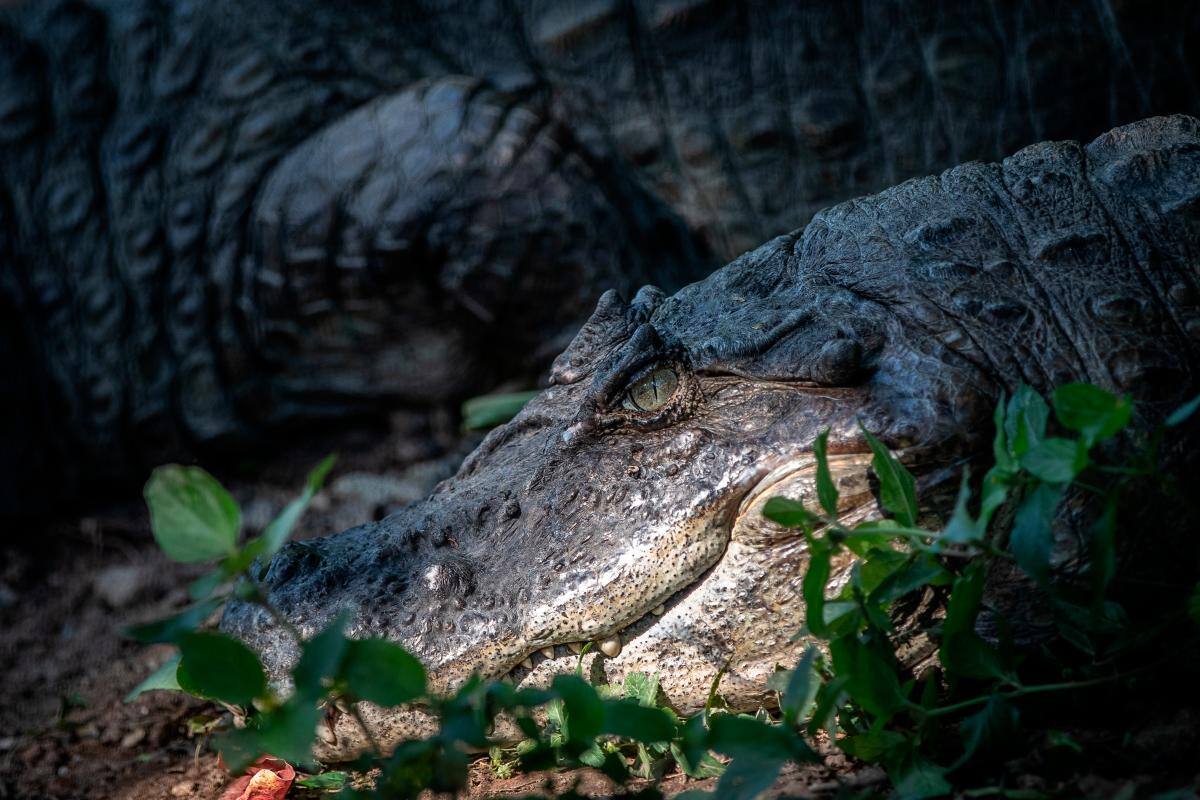 Dueño de una granja de cocodrilos murió atacado por 40 de sus animales