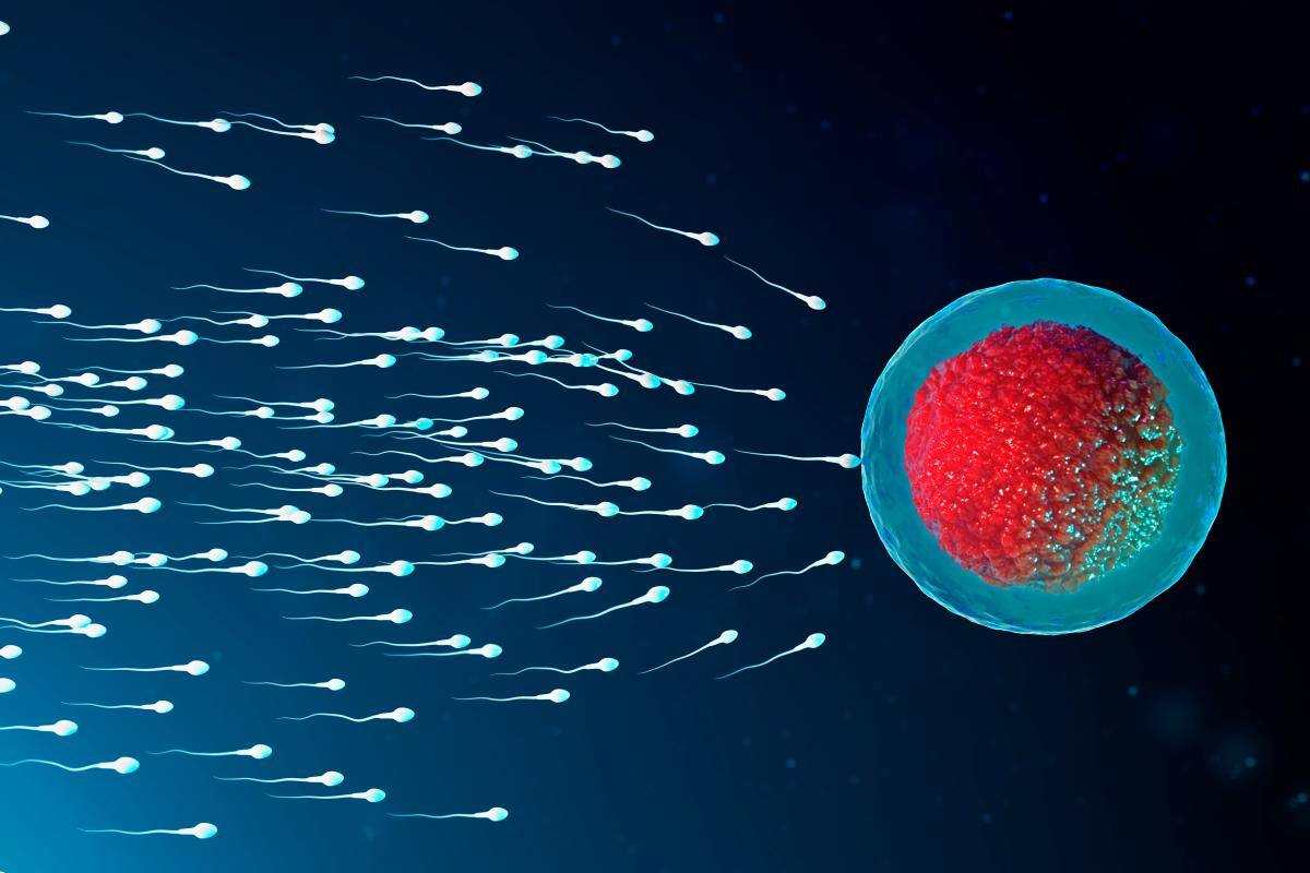 Píldora anticonceptiva para hombres: nuevo avance fue probado en ratones