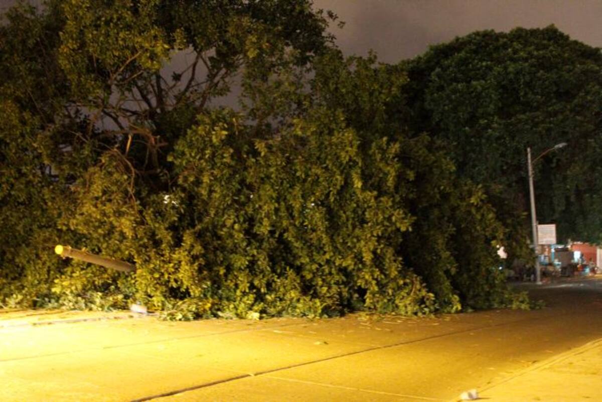 Aunque se desconocen las causales de la caída del centenario árbol, algunos aseguran que manos "criminales" tienen que ver con el hecho. NAYIB GAVIRIA AMADOR - EL UNIVERSAL
