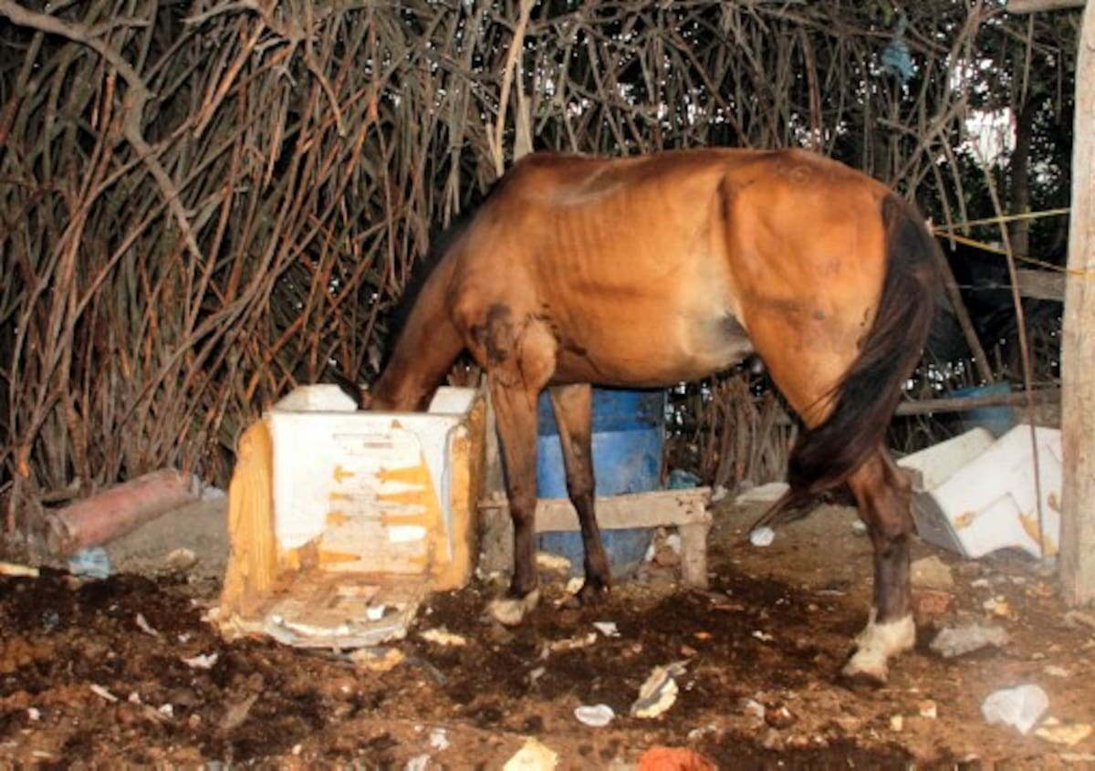 Después de una jornada de trabajo, los caballos son llevados a un lote baldío en condiciones deplorables donde descansan.