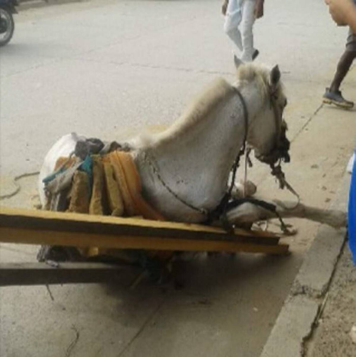 El animal fue decomisado y trasladado a una pesebrera. Foto: Cortesía