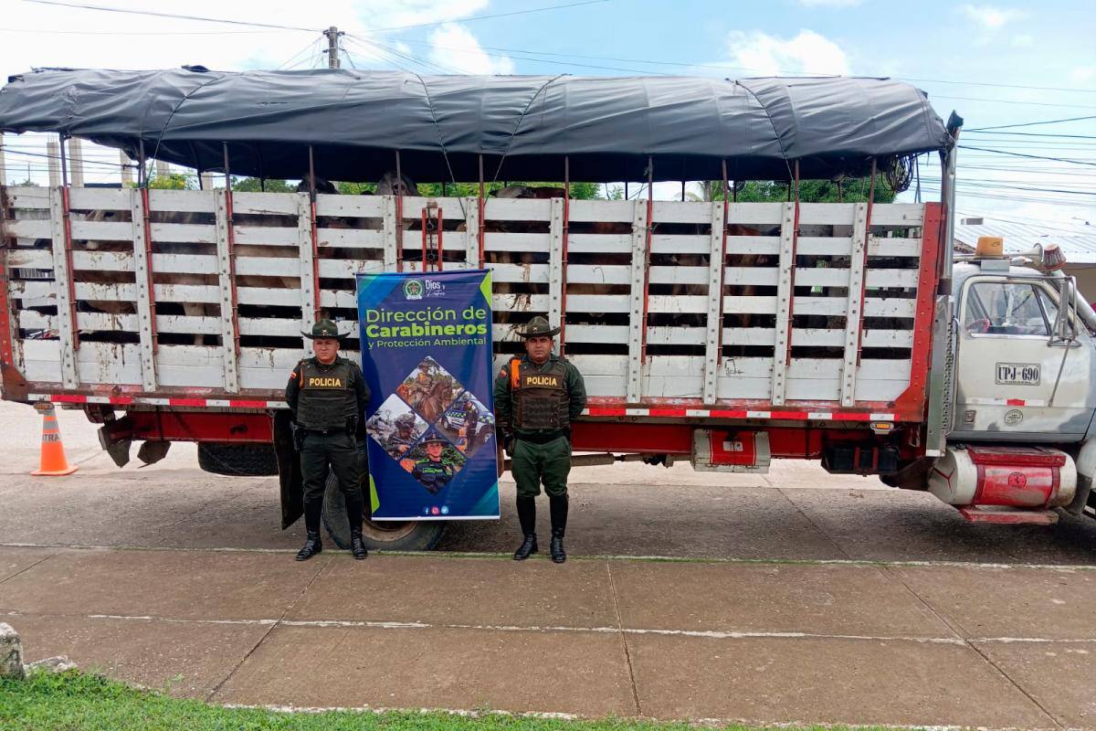En operativos, Policía de Bolívar incautó de 14 semovientes en Magangué