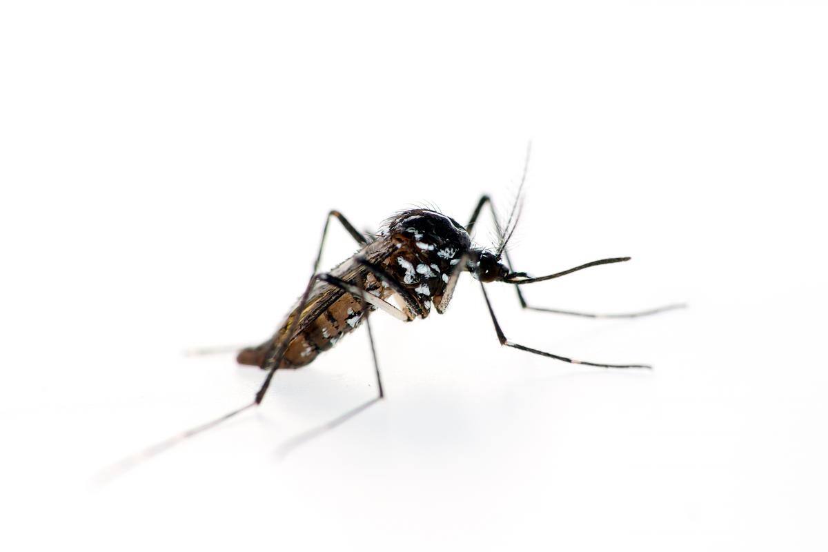 Dengue suma 239 casos confirmados y dos muertes en Cartagena