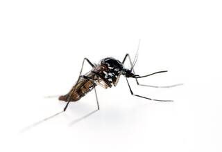 Dengue suma 239 casos confirmados y dos muertes en Cartagena