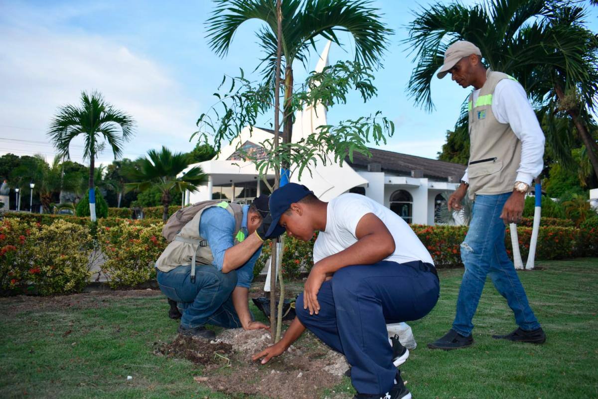Casi 200 árboles frutales y maderables fueron plantados en la Isla de Manzanillo