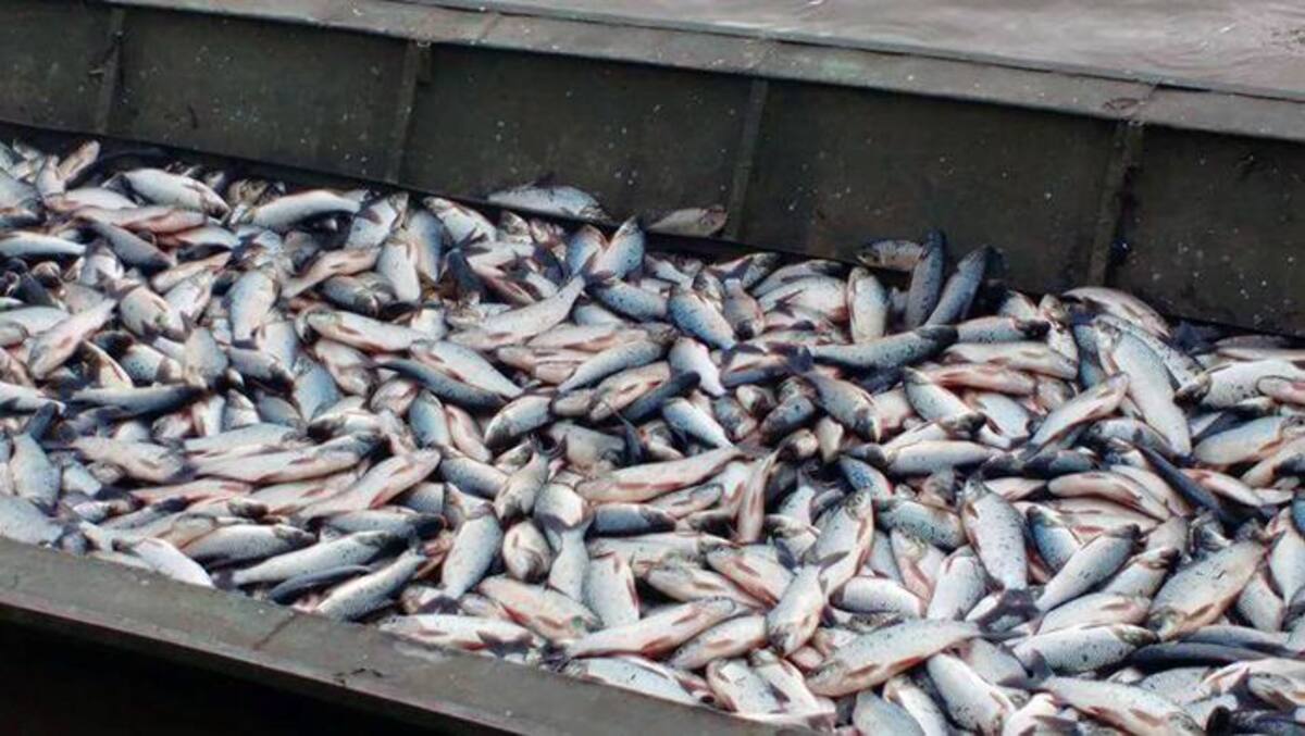 Así se observan desde hace varios días las canoas en San Marcos, repletas de pescado. CORTESÍA