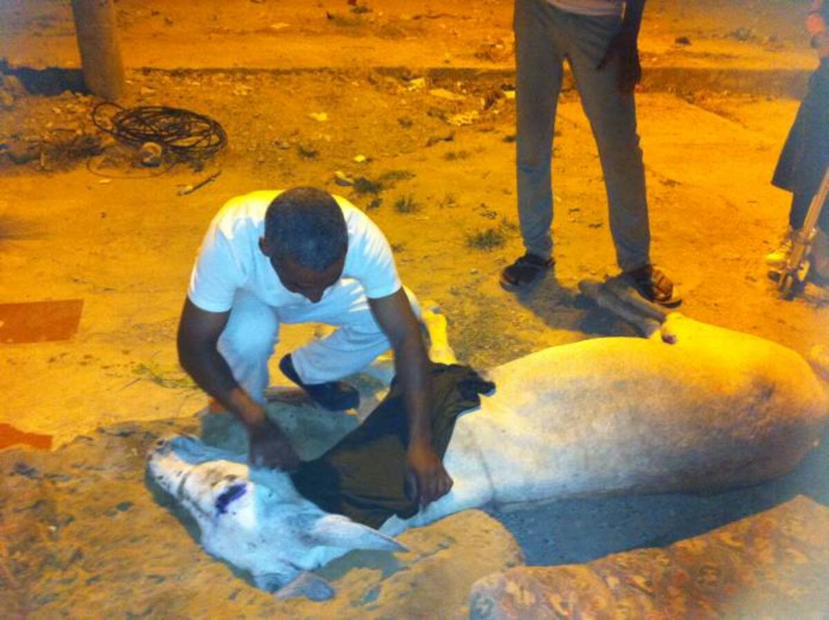 El burro fue atendido por veterinarios de la fundación Ángeles con Patas. Cortesía