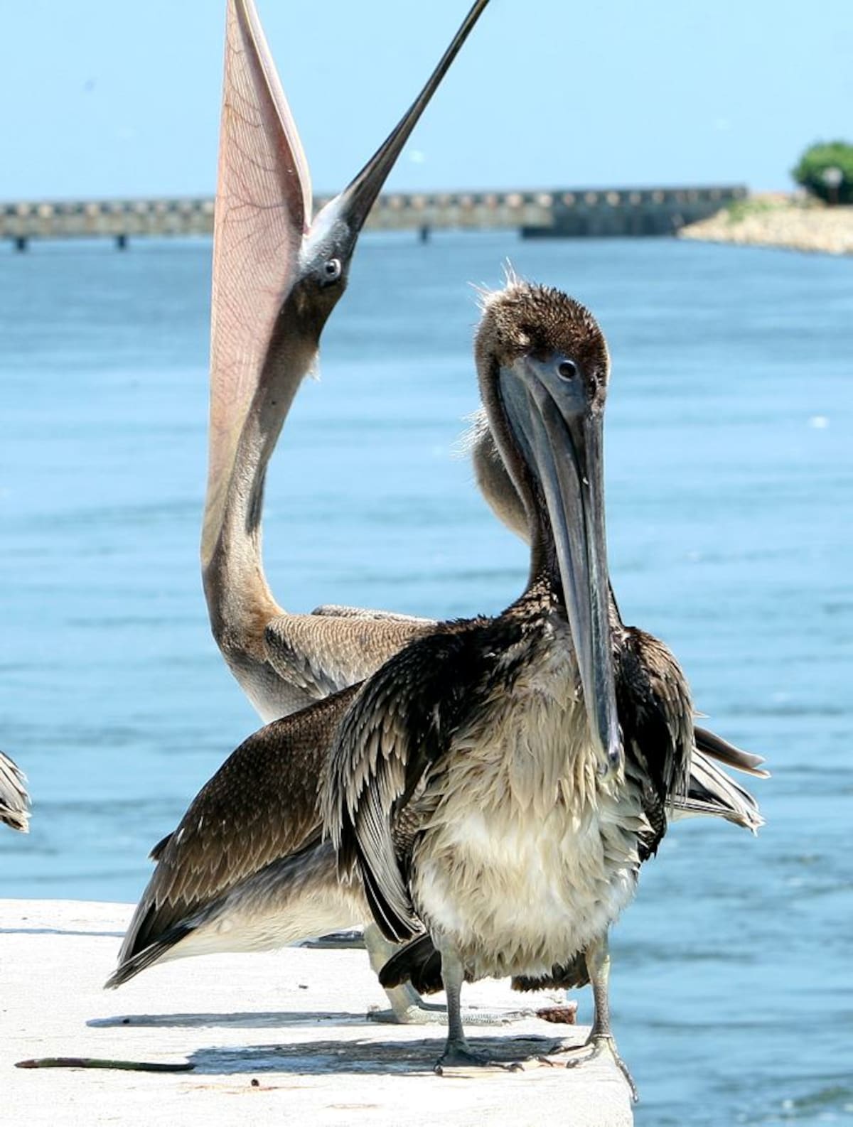 Aproximadamente una hora esperamos a que llegaran algunas de estas aves. JULIO CASTAÑO BELTRÁN, EL UNIVERSAL