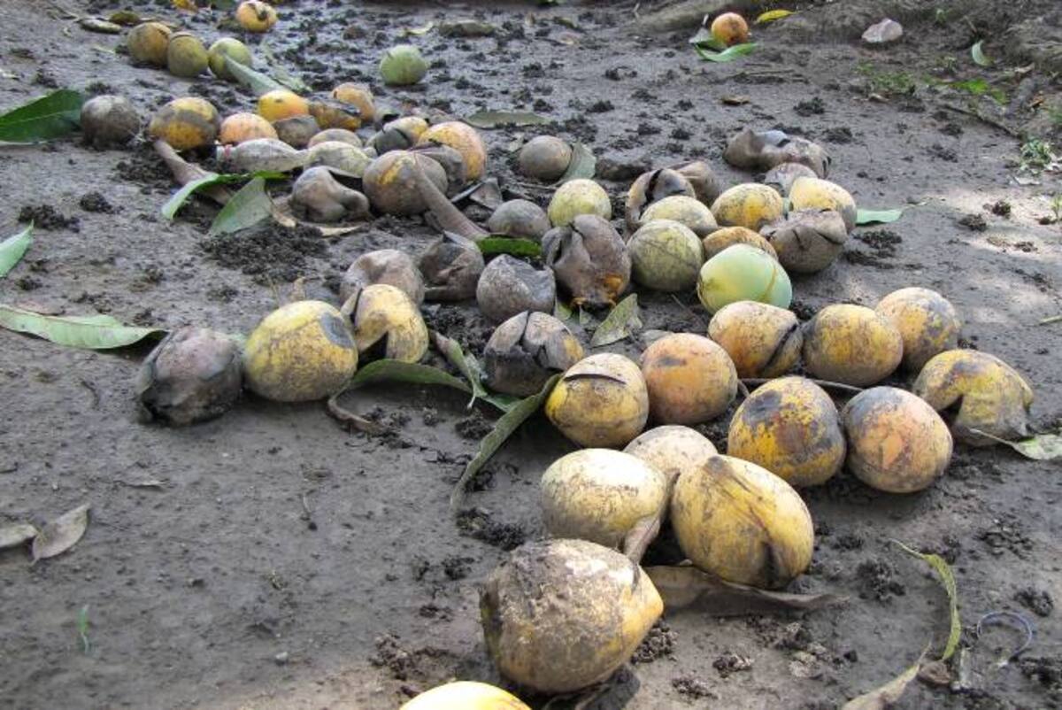 Es tanta la abundancia de mangos que algunos se pierden en el suelo. JULIO CASTAÑO - EL UNIVERSAL