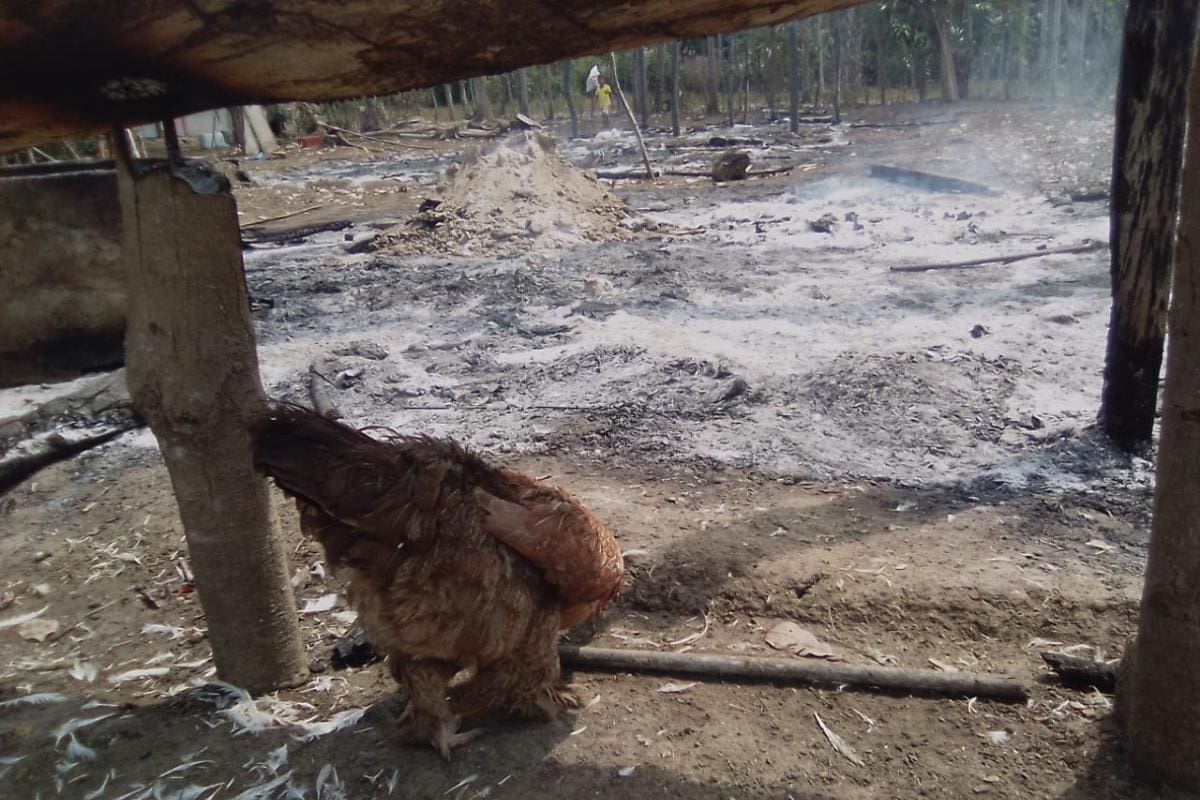 Al cepo: indígena sindicado de quemar tres galpones con 200 pollos