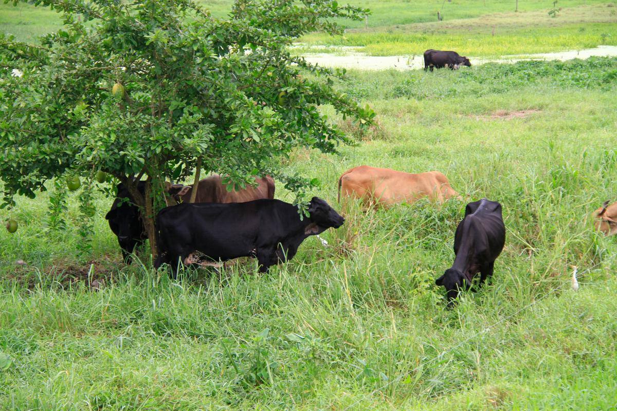 Ganaderos estarían dispuestos a venderle terrenos al Gobierno