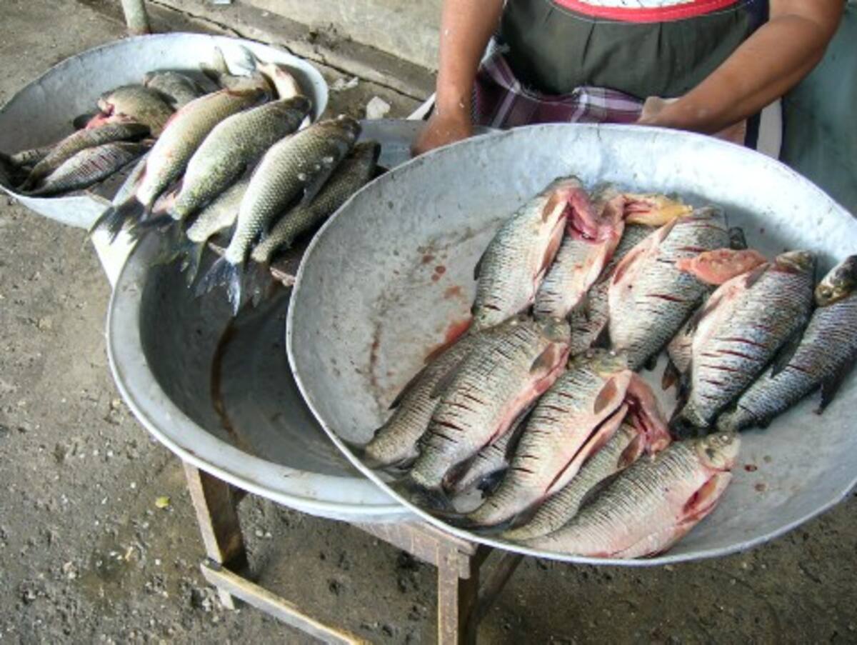 Es común, por esta época del año, encontrar poca oferta de bocachico. Esta situación genera un incremento en el precio de este alimento. Es común, por esta época del año, encontrar poca oferta de bocachico. Esta situación genera un incremento en el precio de este alimento.