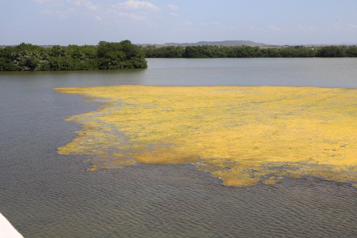 La extraña mancha amarilla que apareció en la ciénaga de La Virgen
