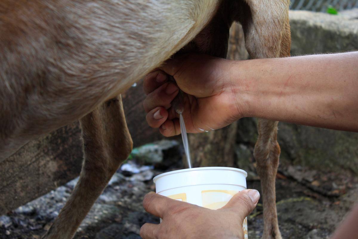 La leche de cabra es altamente nutritiva y su precio es mayor que la de la vaca.