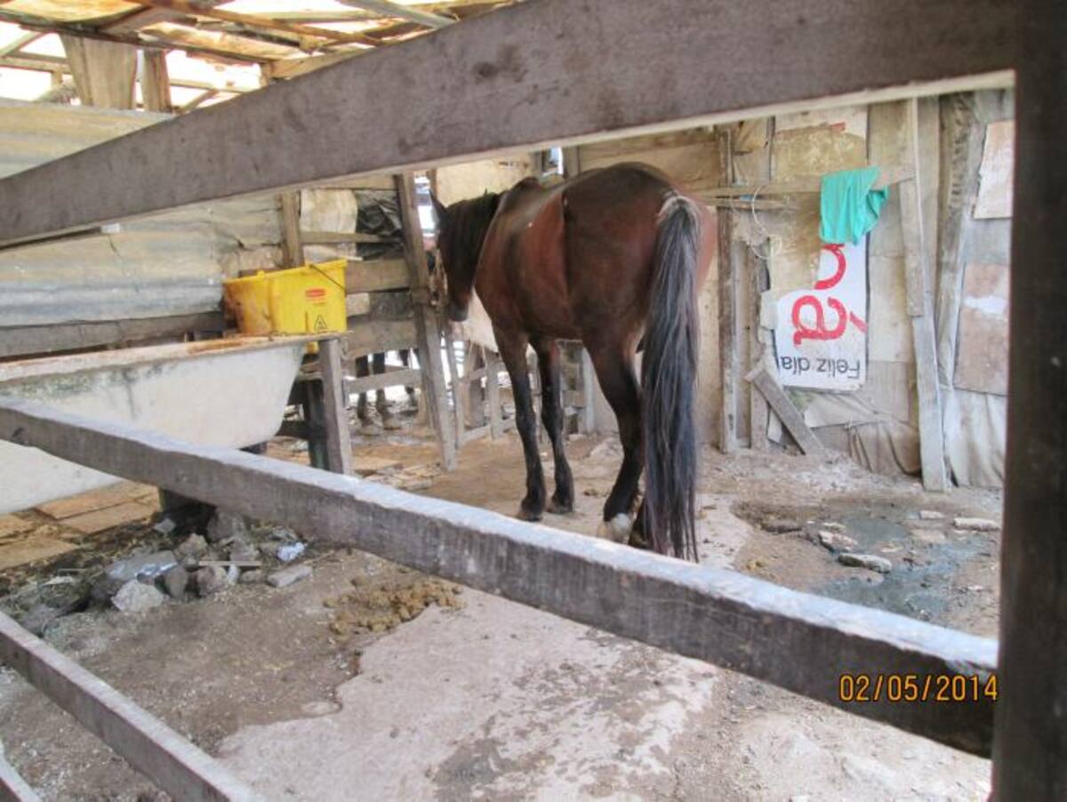Las pesebreras que actualmente funcionan en Chambacú no cumplen el mínimo de requisitos para el mantenimiento del caballo Cortesía