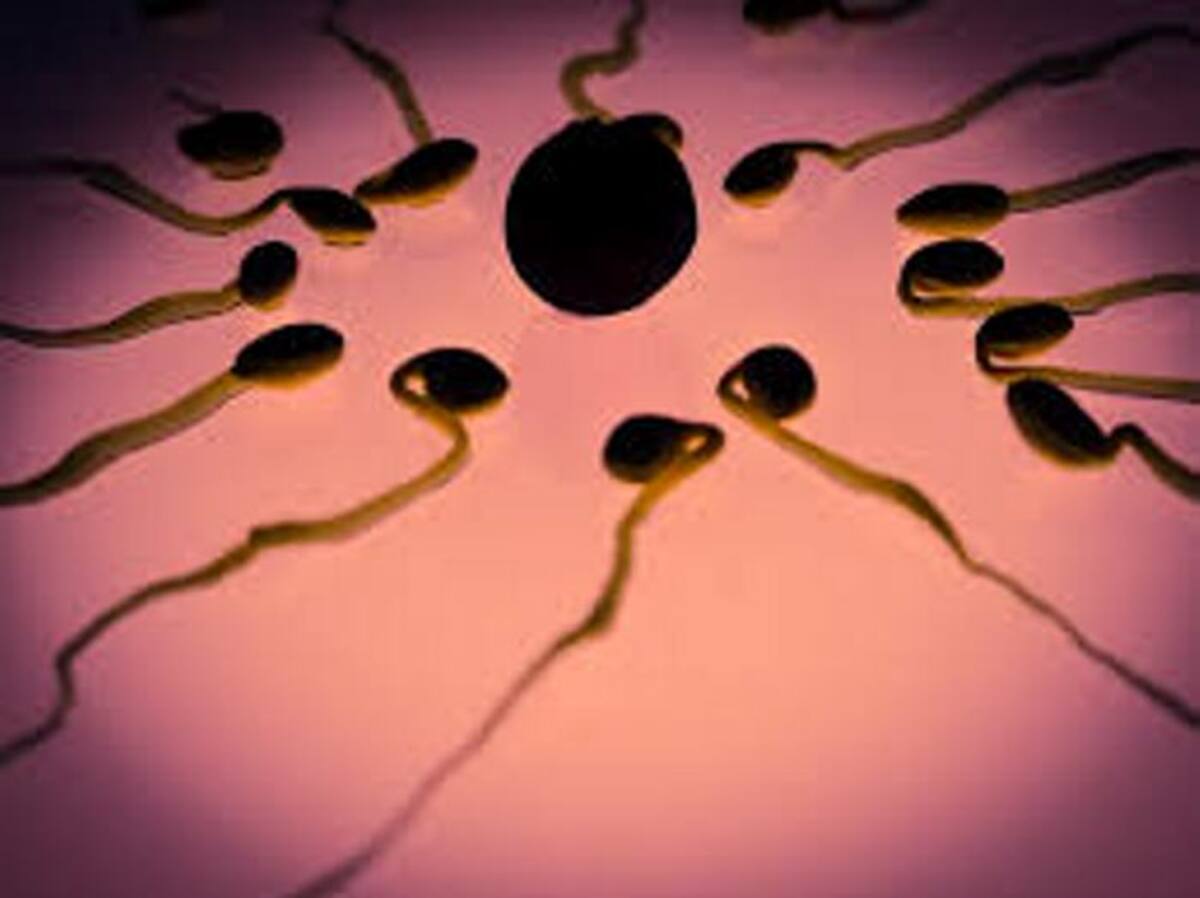 Reducir producción de espermatozoides busca el anticonceptivo para hombres. Foto Max Pixel Reducir producción de espermatozoides busca el anticonceptivo para hombres. Crédito: Max Pixel