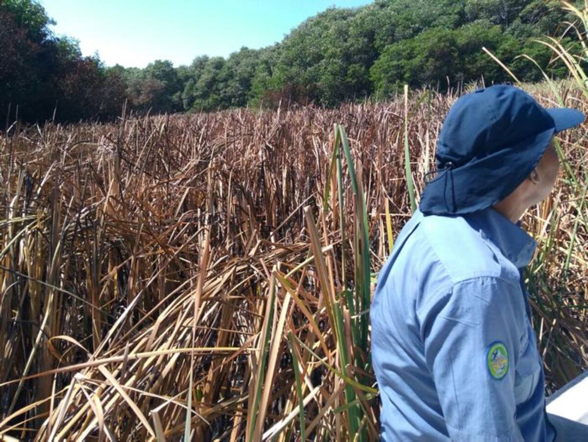 Se estableció que se afectaron 15 hectáreas de enea, una especie invasora similar al pasto, y que no hubo ningún dañó en la cobertura de manglar. Cortesía