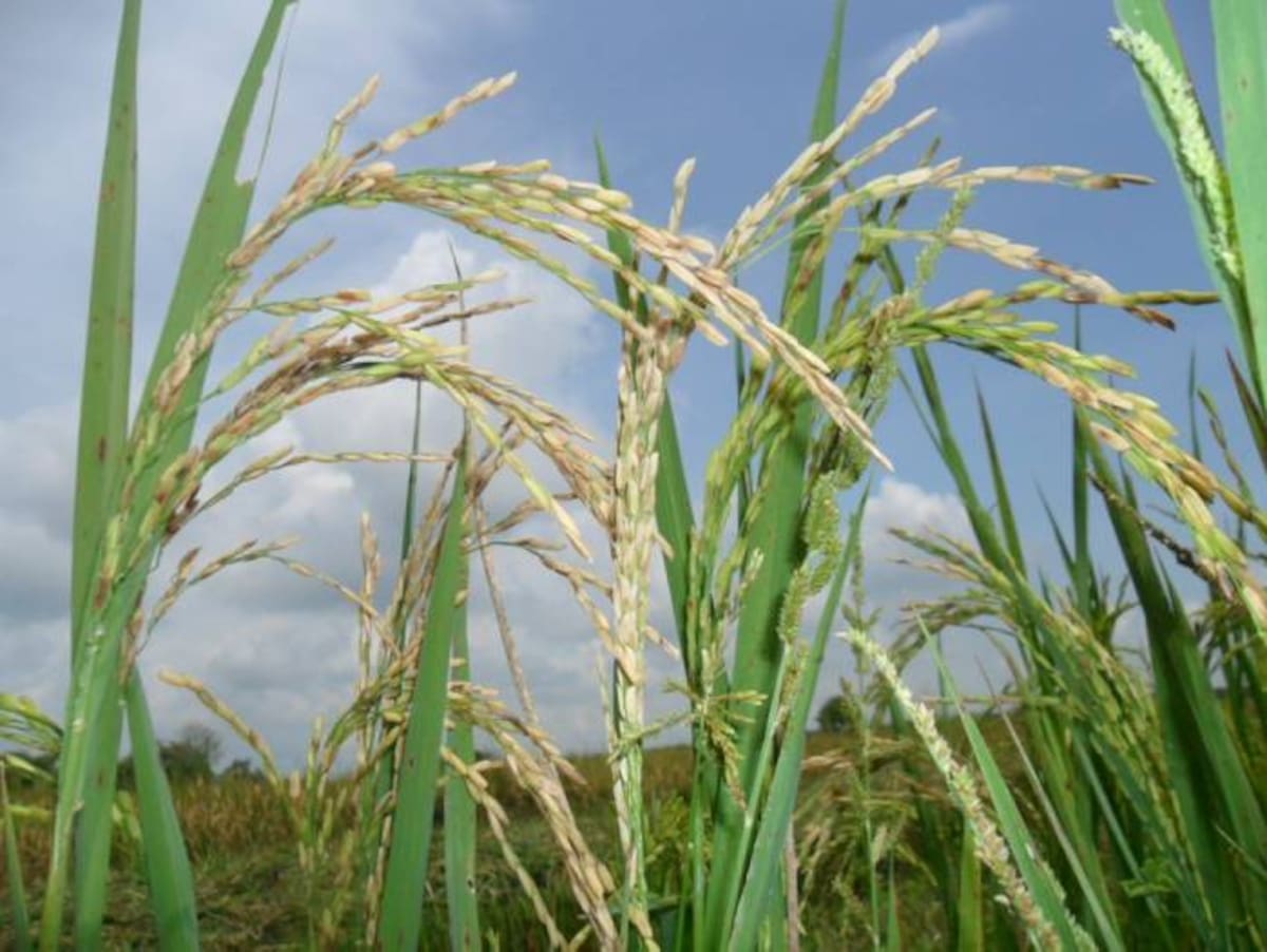 En el 2011 se sembraron 3 mil hectáreas de arroz en Marialabaja. HERMES FIGUEROA - EL UNIVERSAL