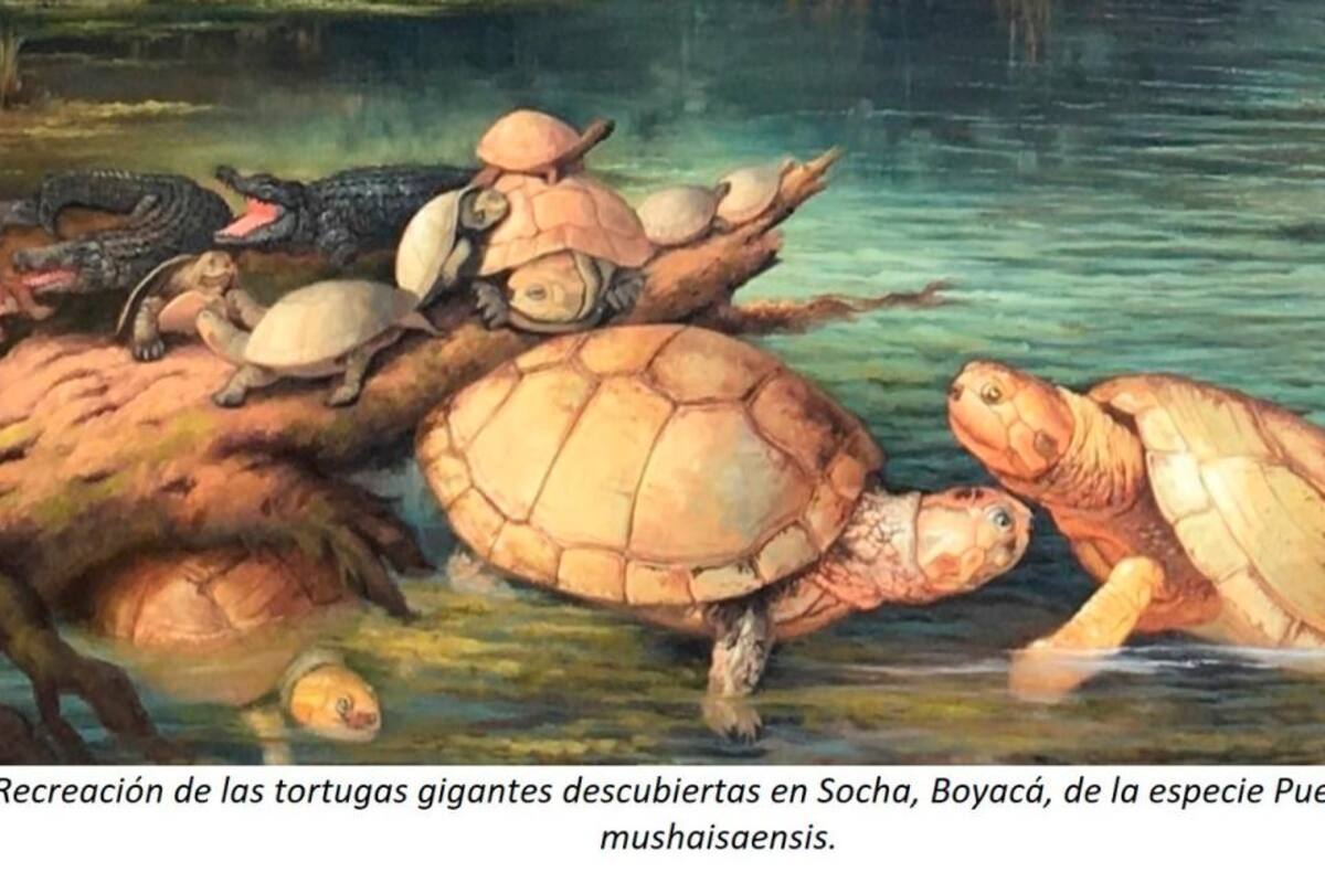 Descubren fósiles de tortugas en Boyacá de más de 57 millones de años