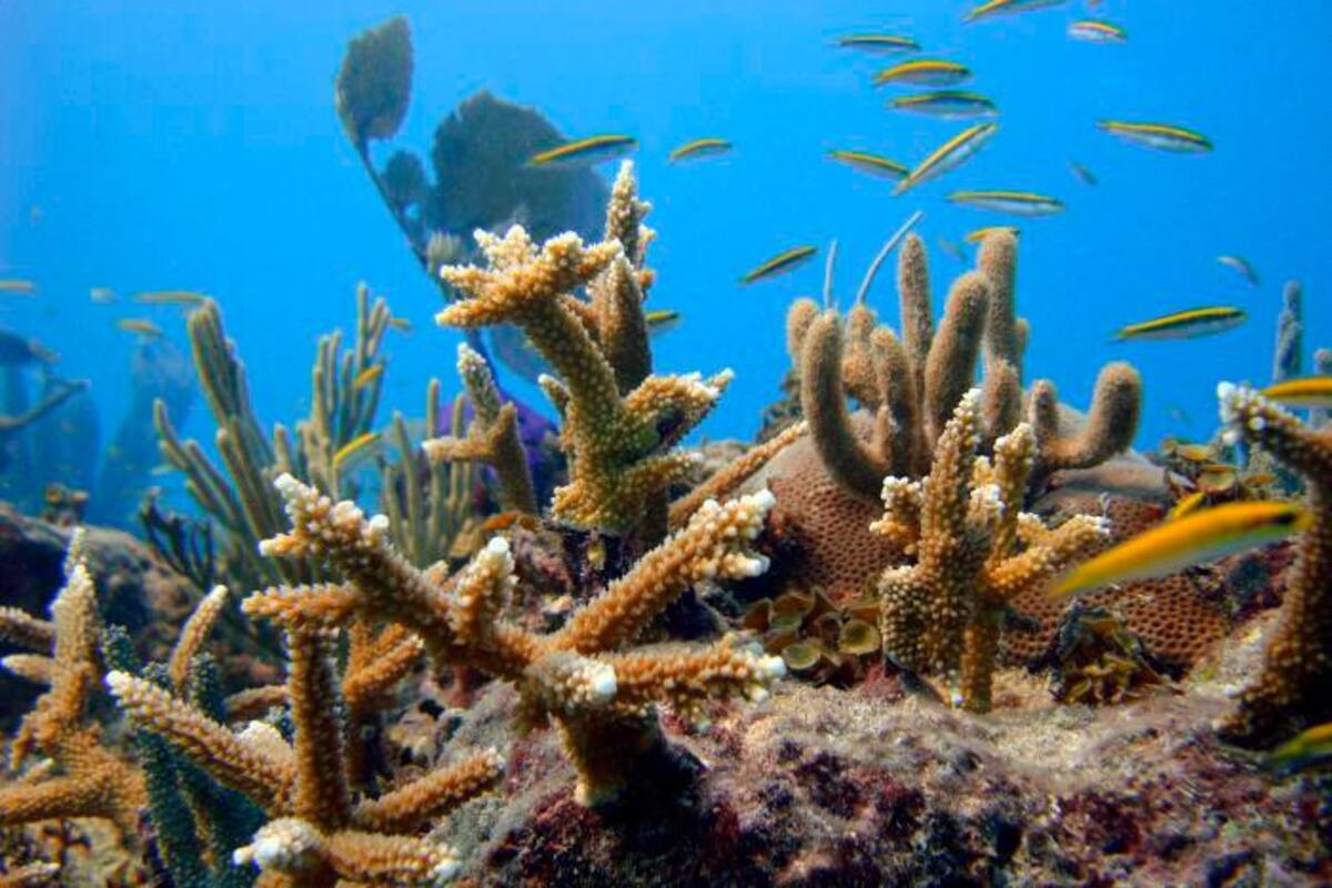 Para proteger los corales: países prometen 12.000 millones de dólares