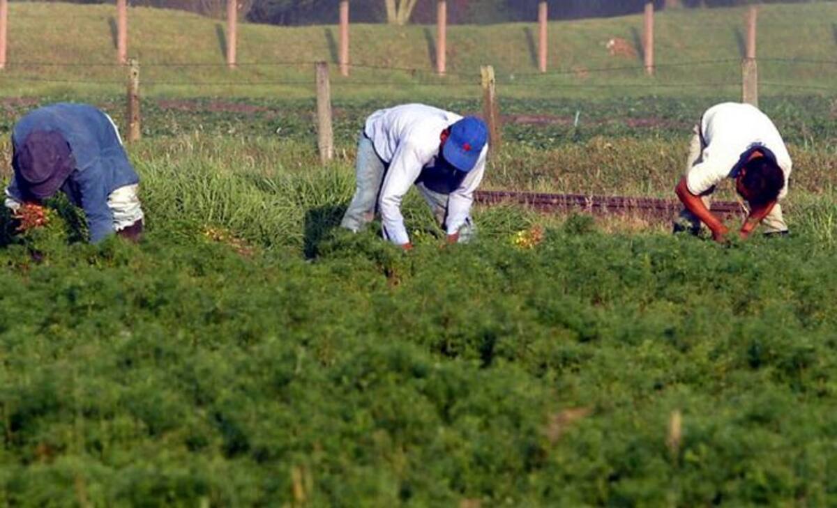 El sector agrícola se preocupa en el marco de la Alianza del Pacifico COLPRENSA