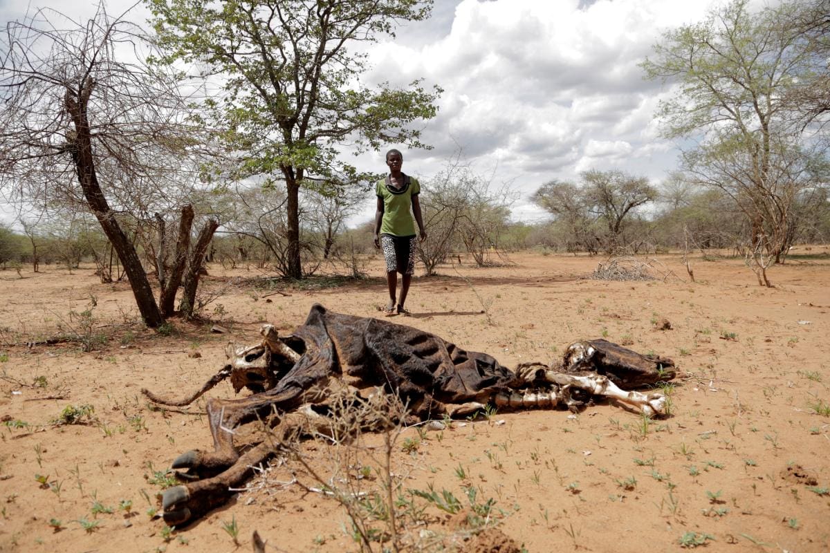 Fenómeno El Niño puede dejar 20 millones de personas con hambre en sur de África