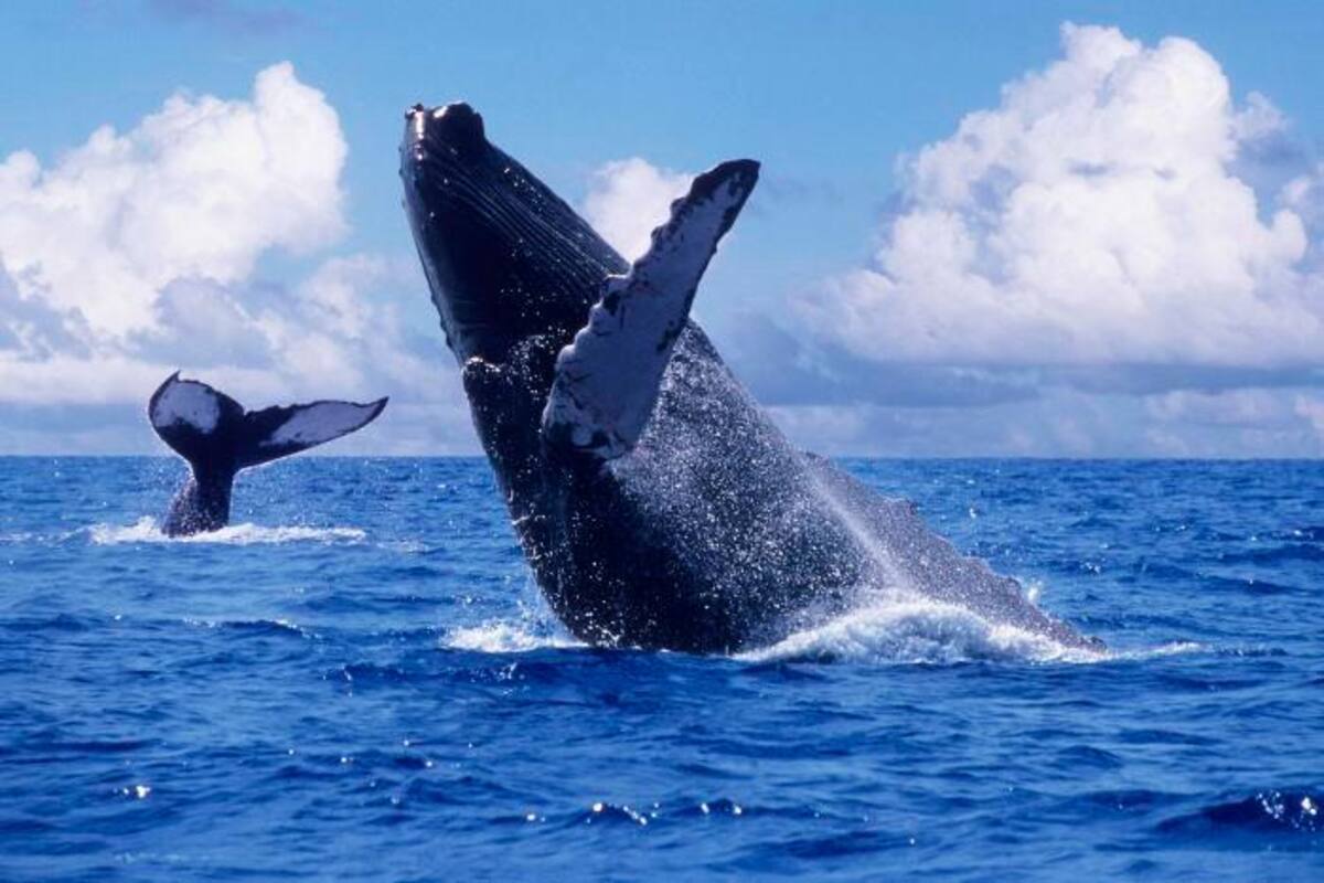 Las ballenas jorobadas llegan al mar ecuatorial por amor y por sus crías