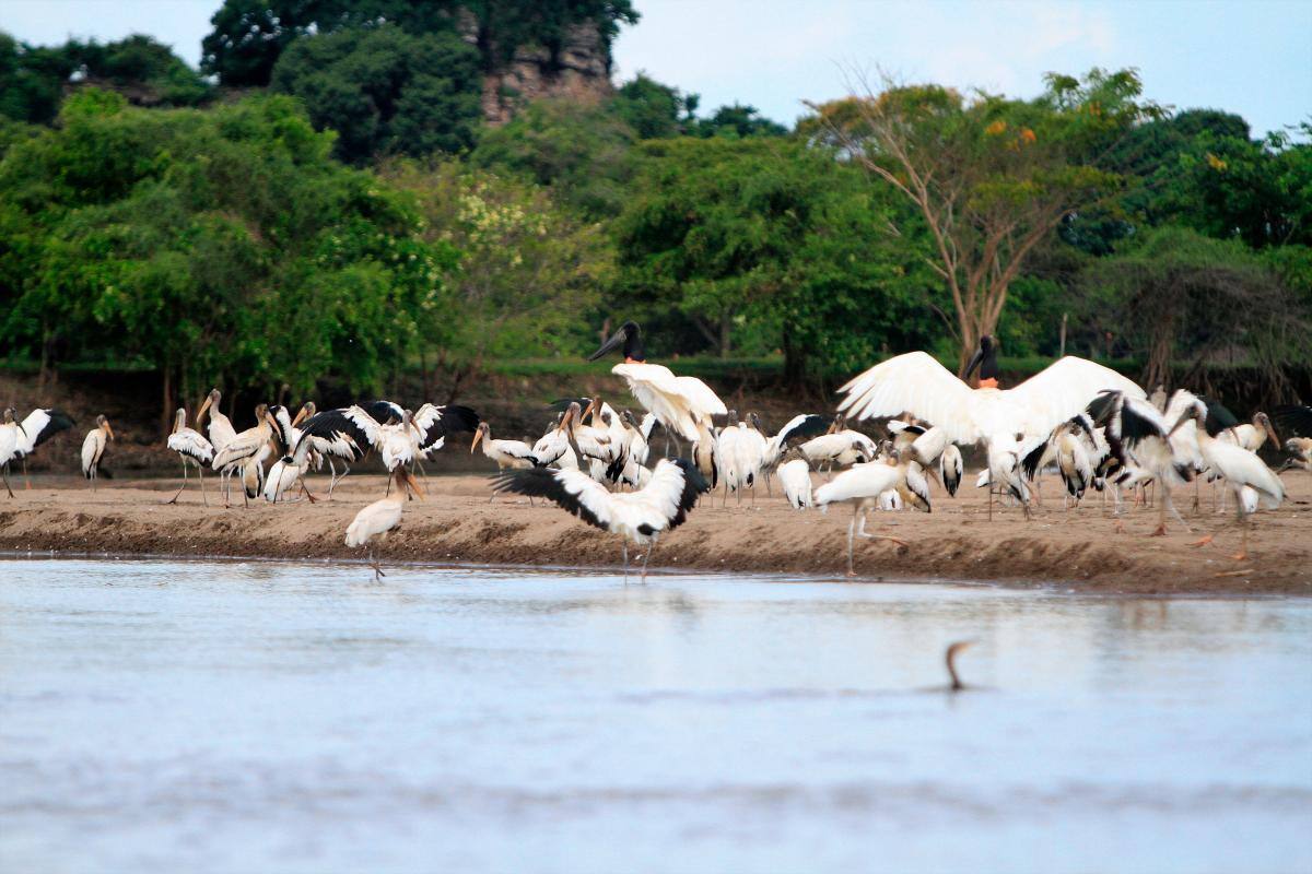 Video: ¿cómo afecta el cambio climático a los animales migratorios?