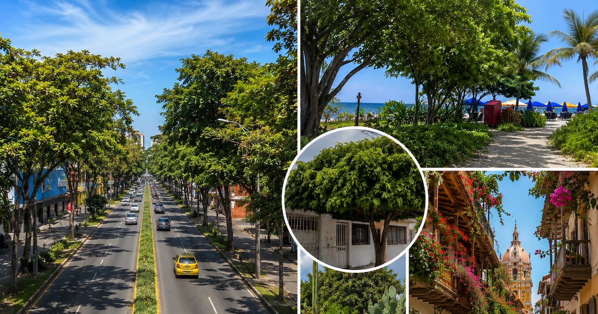 Una Cartagena con menos calor: el plan que podría transformar la ciudad