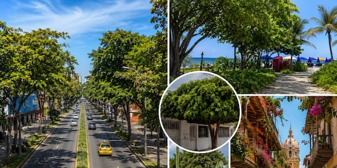 Una Cartagena con menos calor: el plan que podría transformar la ciudad