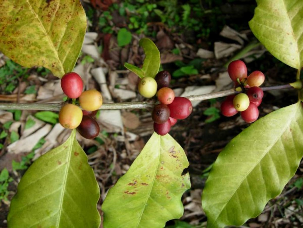 El repunte en la producción según Federacafé se debe a las mejores condiciones climáticas.