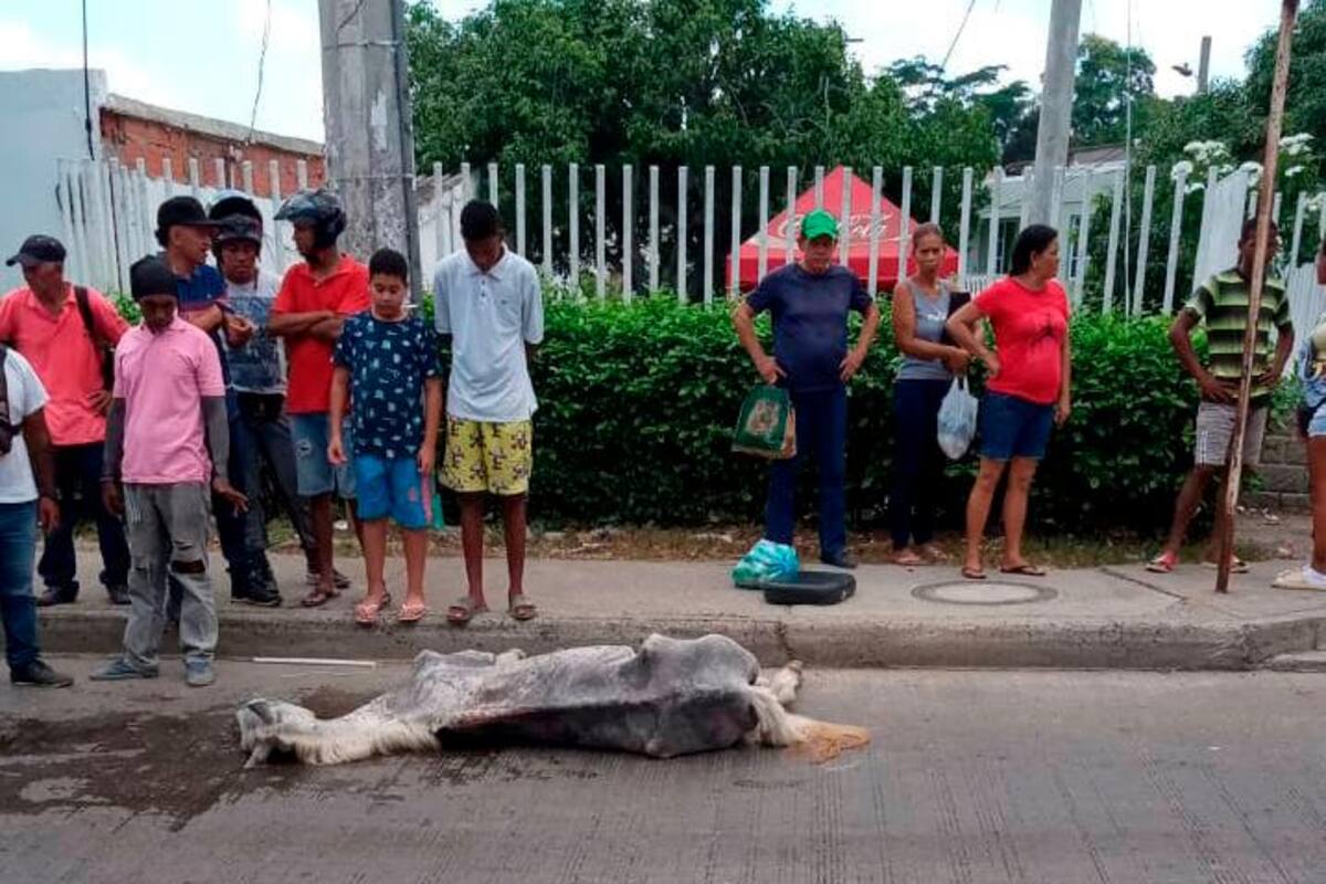 ¿Cuántos más? Otro caballo se desploma y muere en Cartagena