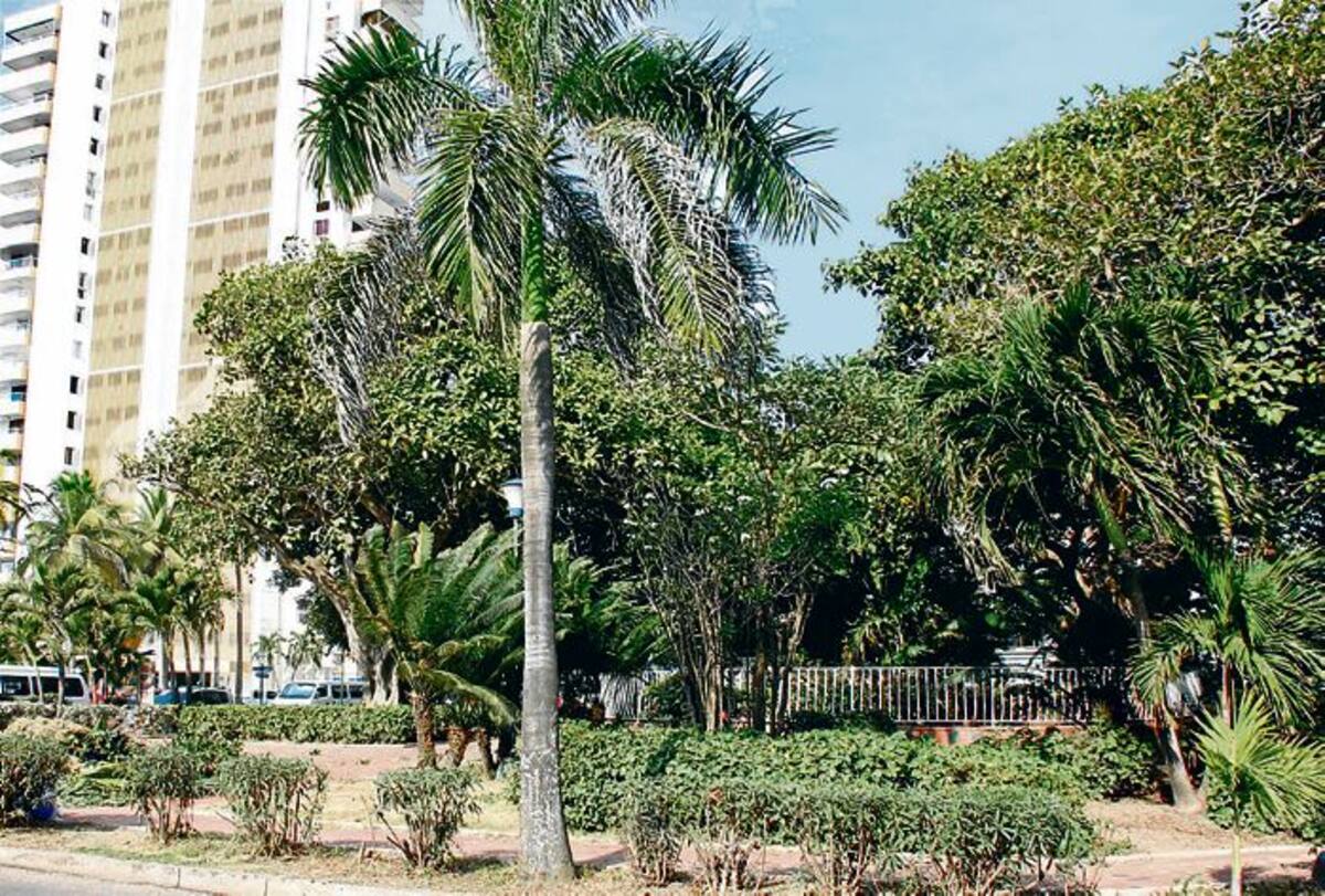 Los árboles del Parque Flánagan fueron cuidadosamente podados para evitar la oscuridad y que lo usen como letrina.