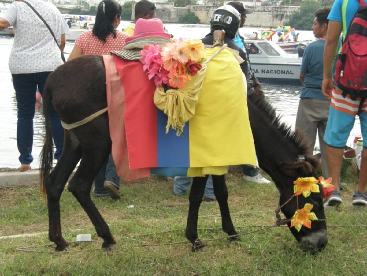 Me contaron que el burro fiestero que estaba en los alrededores del puente Heredia…; es Demo…; el burro que Silvio Carrasquilla, el hoy representante a la Cámara, quería regalarle al presidente Obama…; ¿se acuerdan…;? Oye…; ¿Y por qué tiene flores en la cabeza…;? ¡Ah... yo no sé Tulia…; yo no sé…; de pronto es que…; no…; yo no sé…;!
