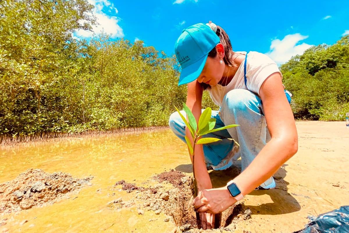 Ararca, ‘cuna del manglar y las murallas coloniales’