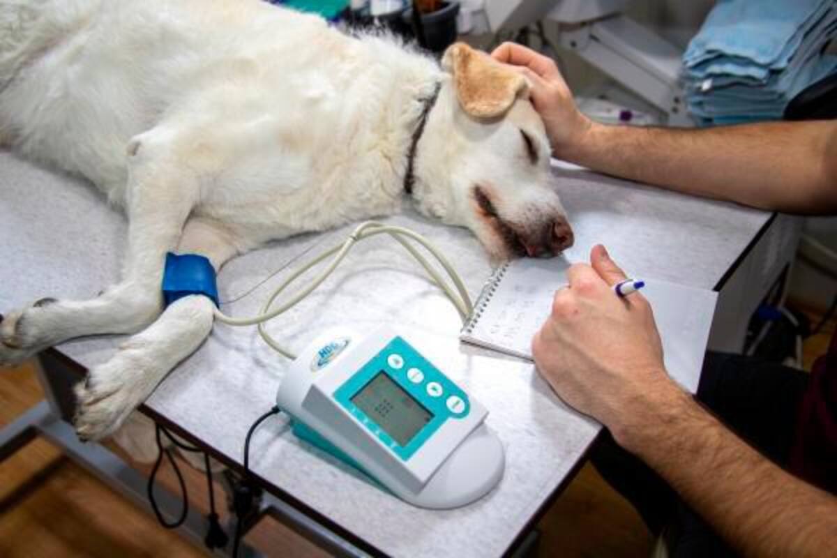 Ojo: las mascotas también pueden contraer viruela del mono