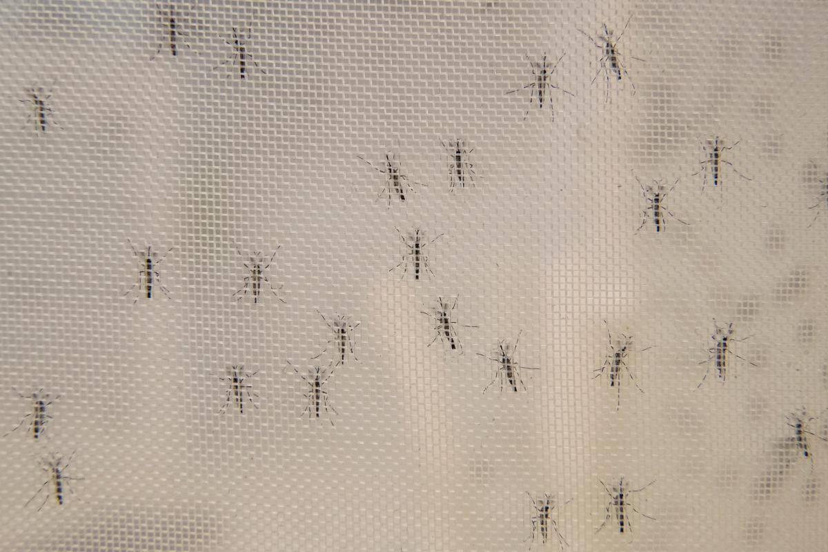 Descubren cómo el parásito de la malaria se defiende de la fiebre