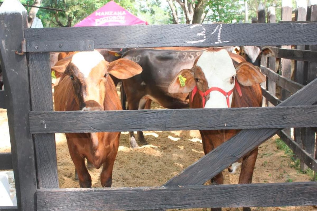 Más de 350 millones de cabezas de ganado componen el hato ganadero de Sur América. // CORTESÍA