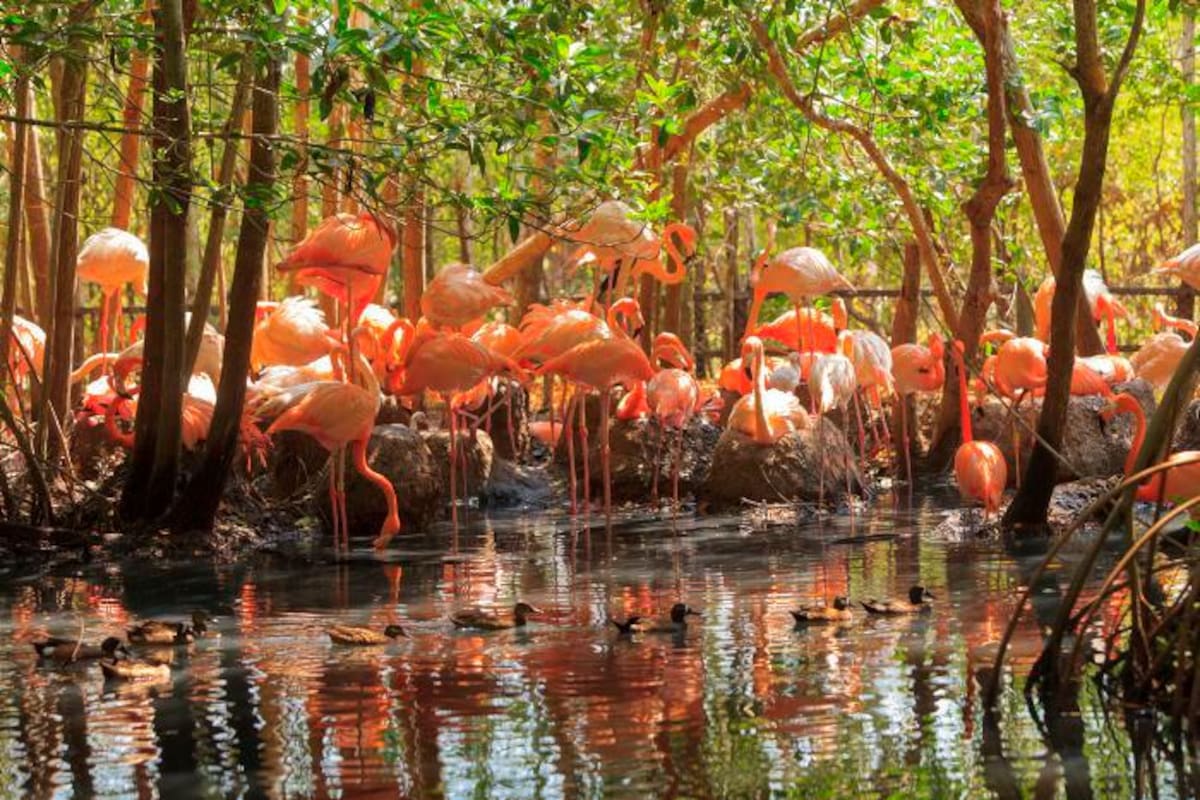 ¡Ayuda al aviario! Lanzan campaña para recibir donaciones ante la crisis