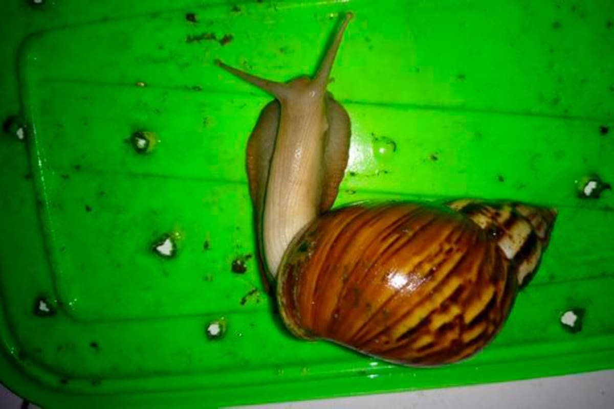 Alertan sobre presencia de caracol africano en barrios de Cartagena