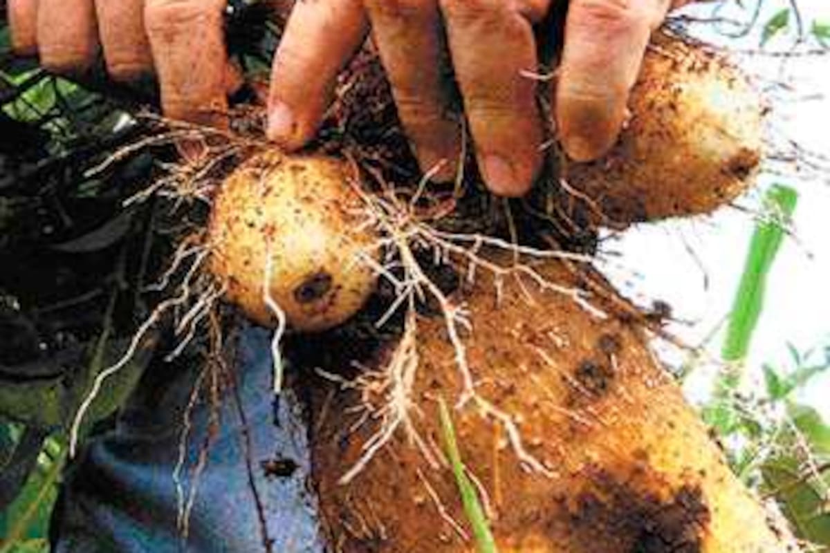 Las historias secretas en los Montes de María